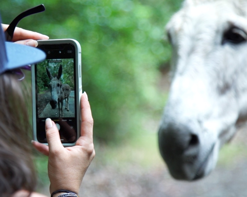 girl taking photo of donkey during jeep tour in St. John US Virgin Islands